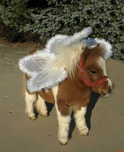 horse fairy